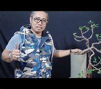 Bonsai Beringin Dolar Air Terjun