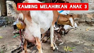 Kambing Melahirkan Kambing Melahirkan 3 Anak